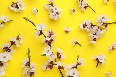 Photo of Flat lay composition with beautiful fresh spring flowers on color background