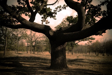 Beautiful oak with large twisted branches outdoors. Fantasy forest