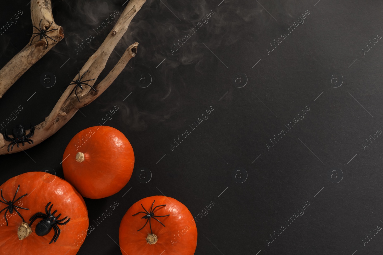 Photo of Halloween composition with pumpkins, decorative spiders and wooden branch on black background, flat lay. Space for text