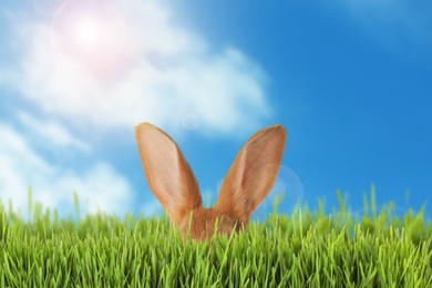 Image of Cute Easter bunny hiding in green grass outdoors 