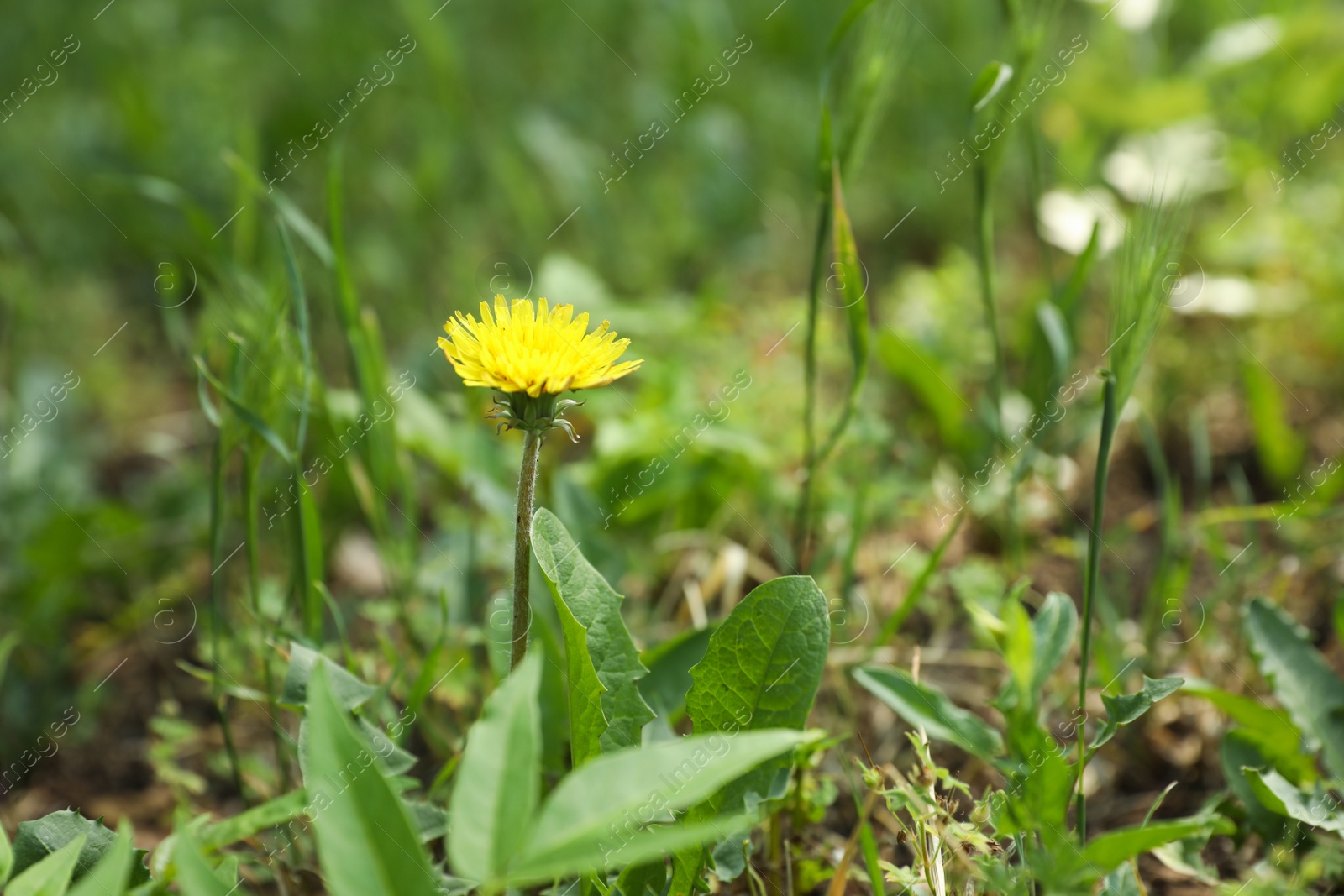 Photo of Fresh green grass and dandelion flower outdoors