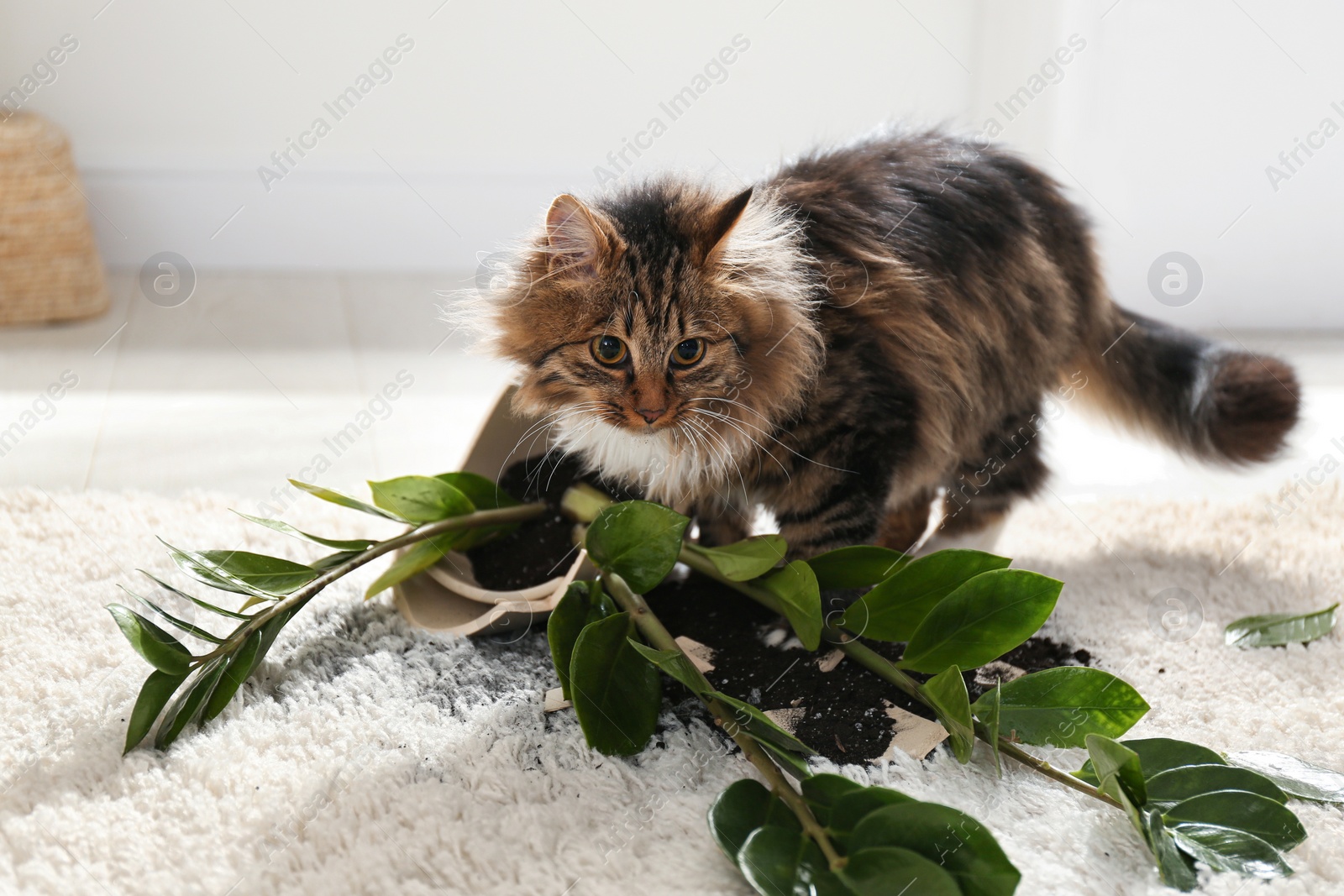 Photo of Cat near overturned houseplant on light carpet at home