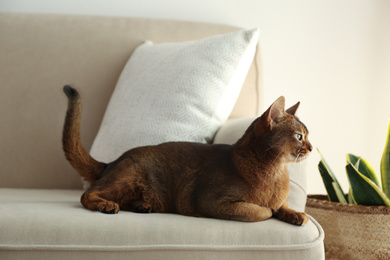 Beautiful Abyssinian cat on sofa at home. Lovely pet