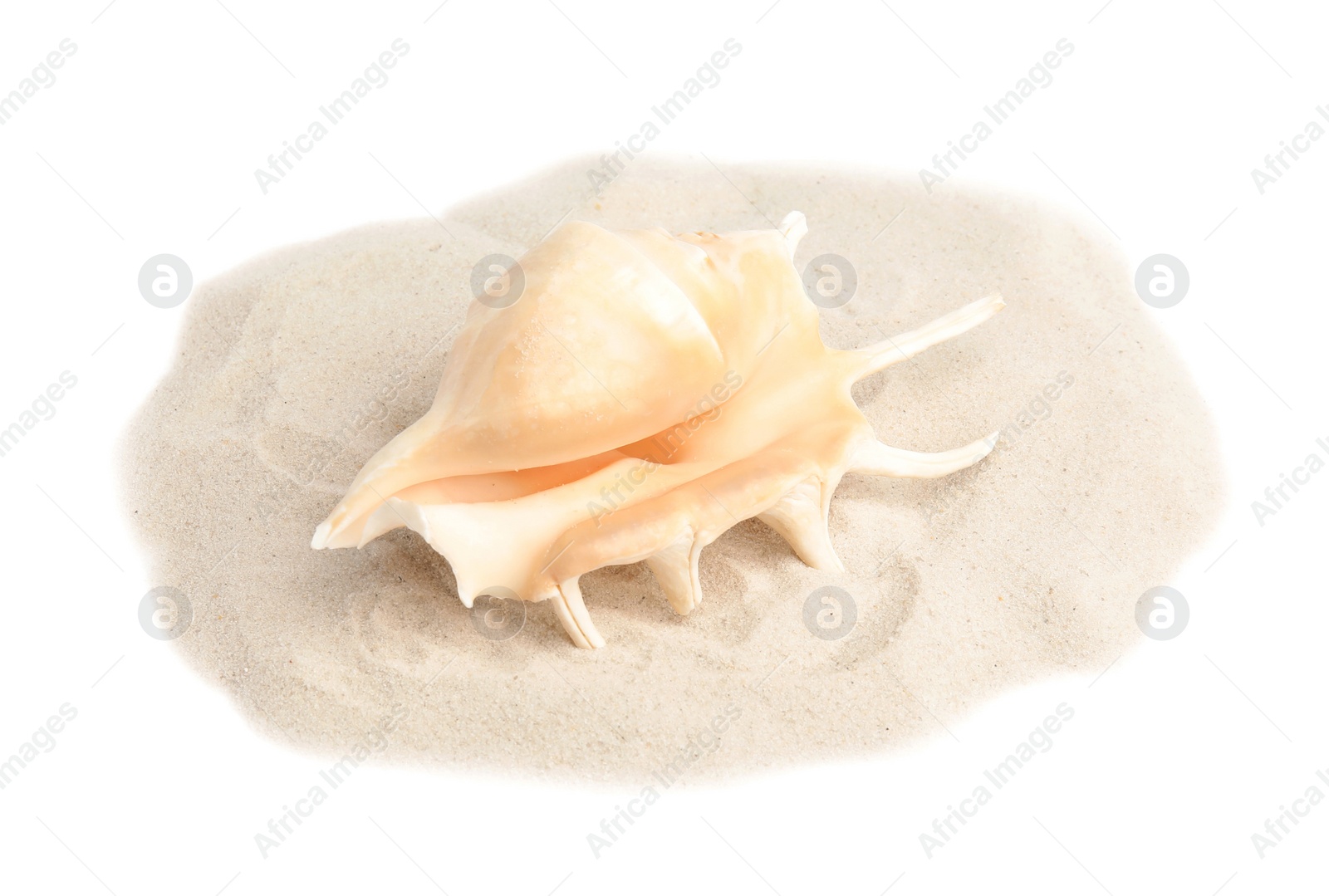 Photo of Pile of beach sand with sea shell on white background