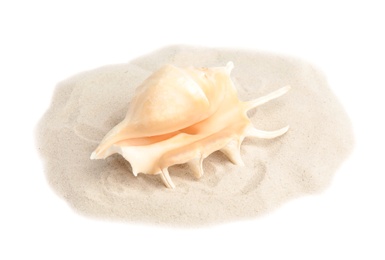 Pile of beach sand with sea shell on white background