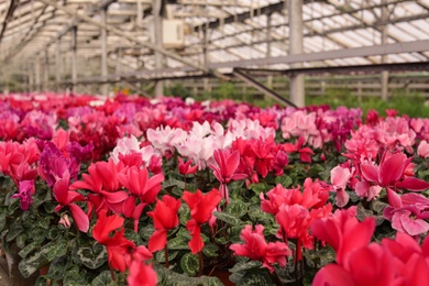 Photo of Many blooming flowers in greenhouse, closeup view. Home gardening