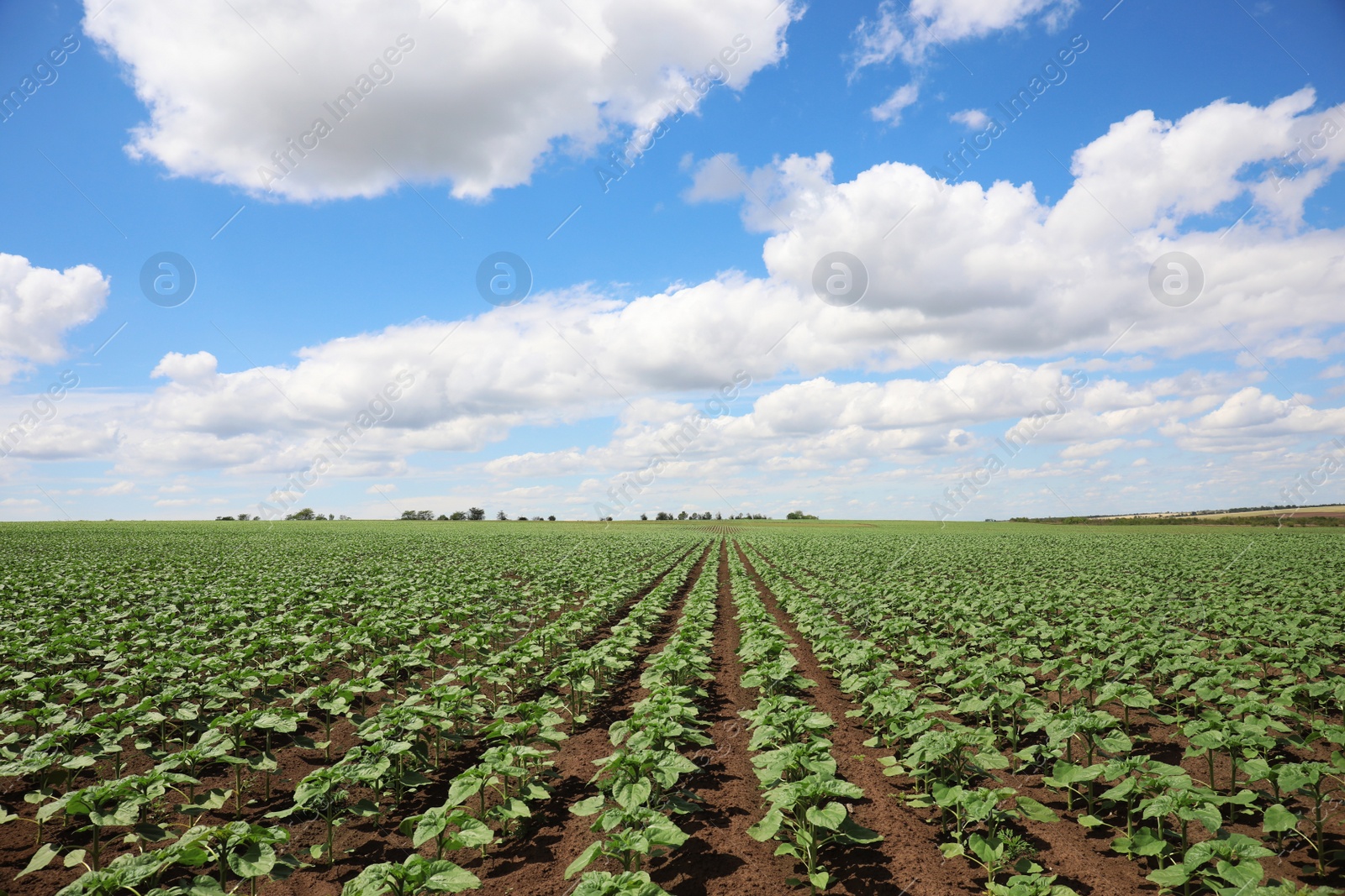 Photo of Agricultural field with young sunflower plants on sunny day