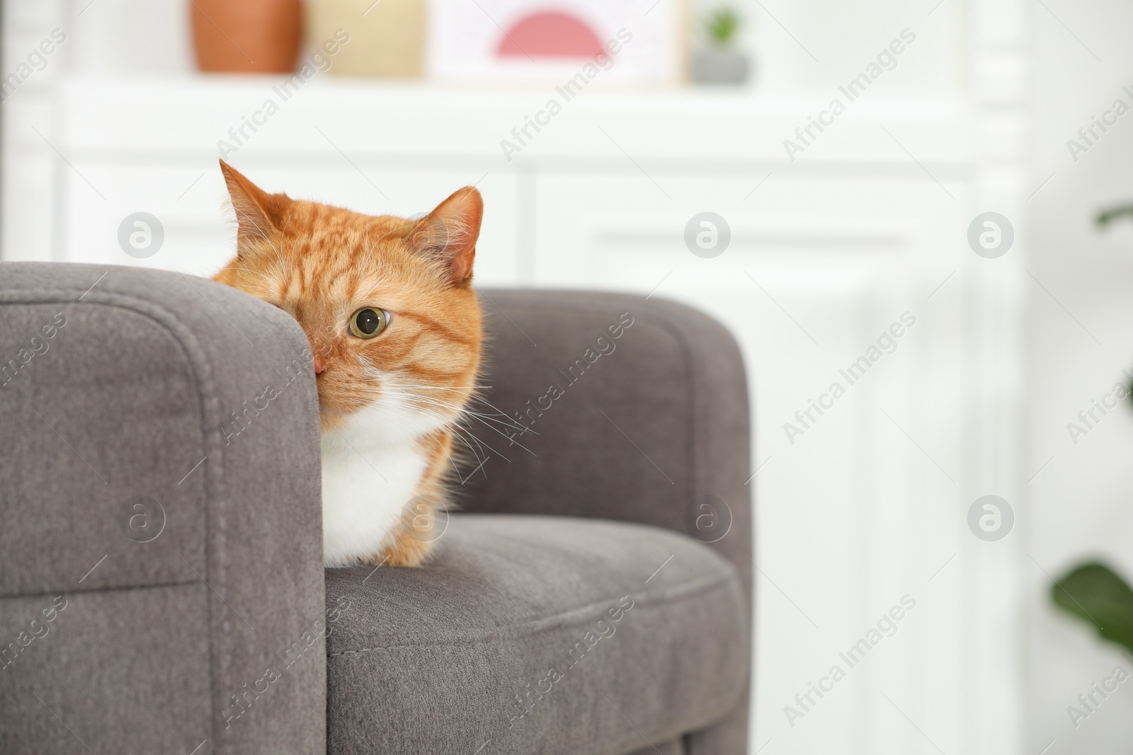 Photo of Cute ginger cat lying on armchair at home. Space for text