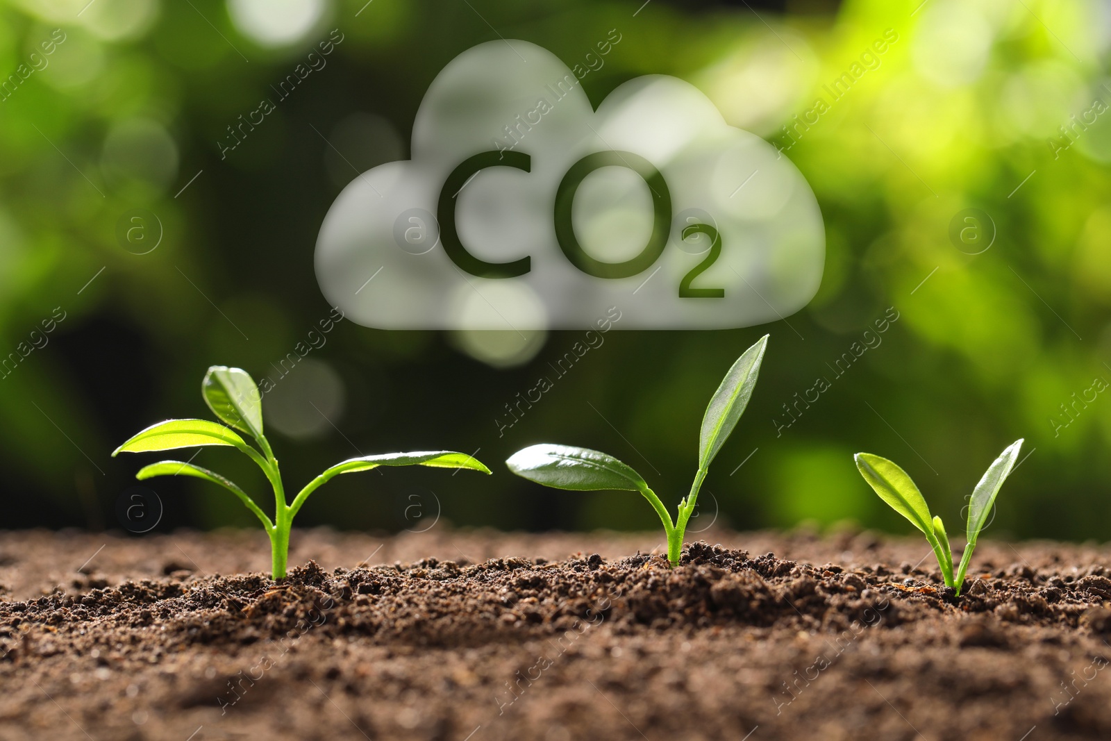 Image of Reduce CO2 emissions. Fresh green seedlings growing outdoors