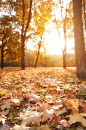 Photo of Beautiful leaves on ground in park. Autumn season