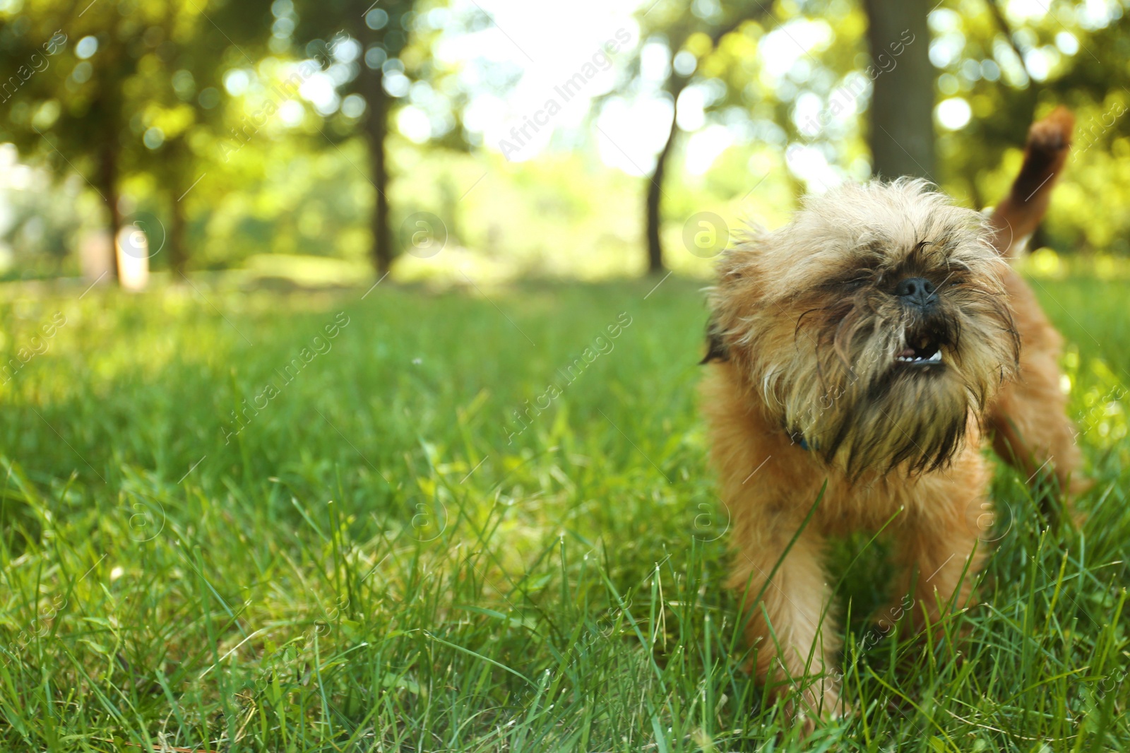 Photo of Cute fluffy dog on green grass in park. Space for text