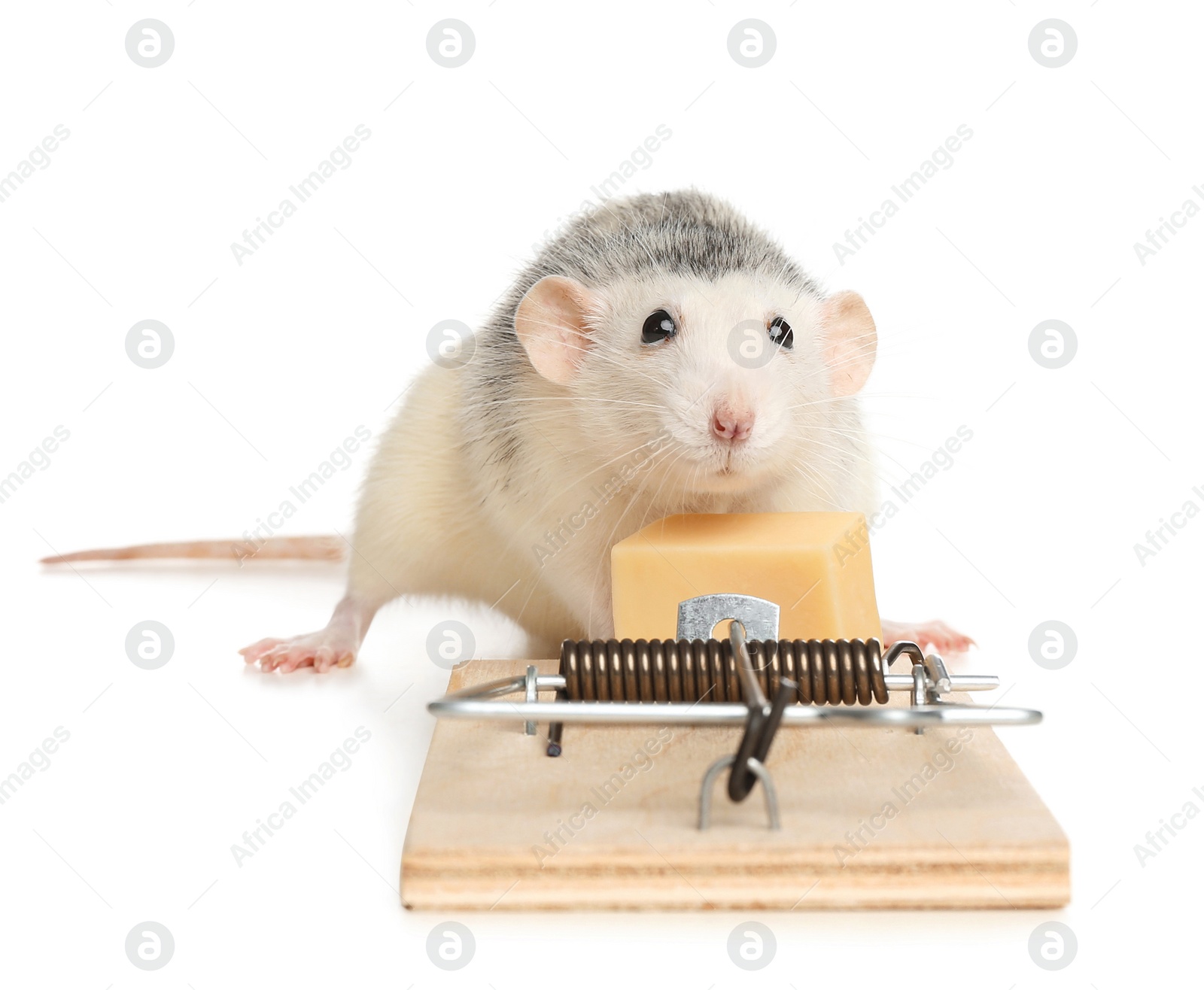 Photo of Rat and mousetrap with cheese on white background. Pest control