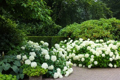 Photo of Beautiful park with blooming hydrangeas and paved pathway. Landscape design