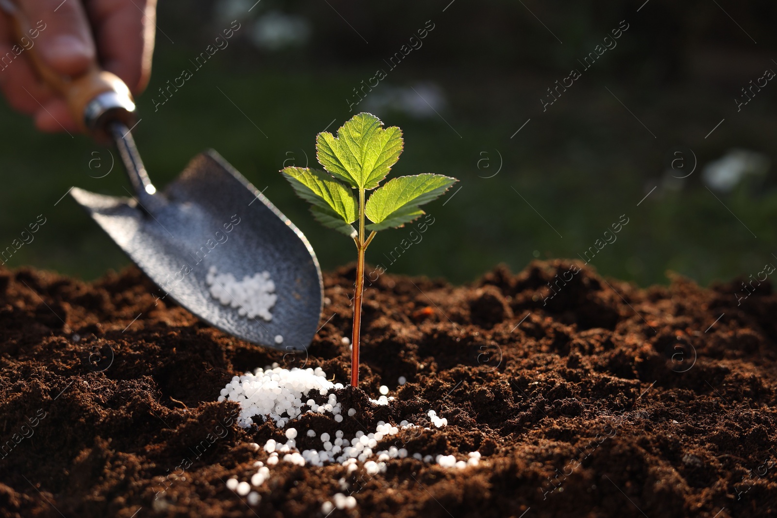 Photo of Man fertilizing soil with growing young sprout outdoors, selective focus