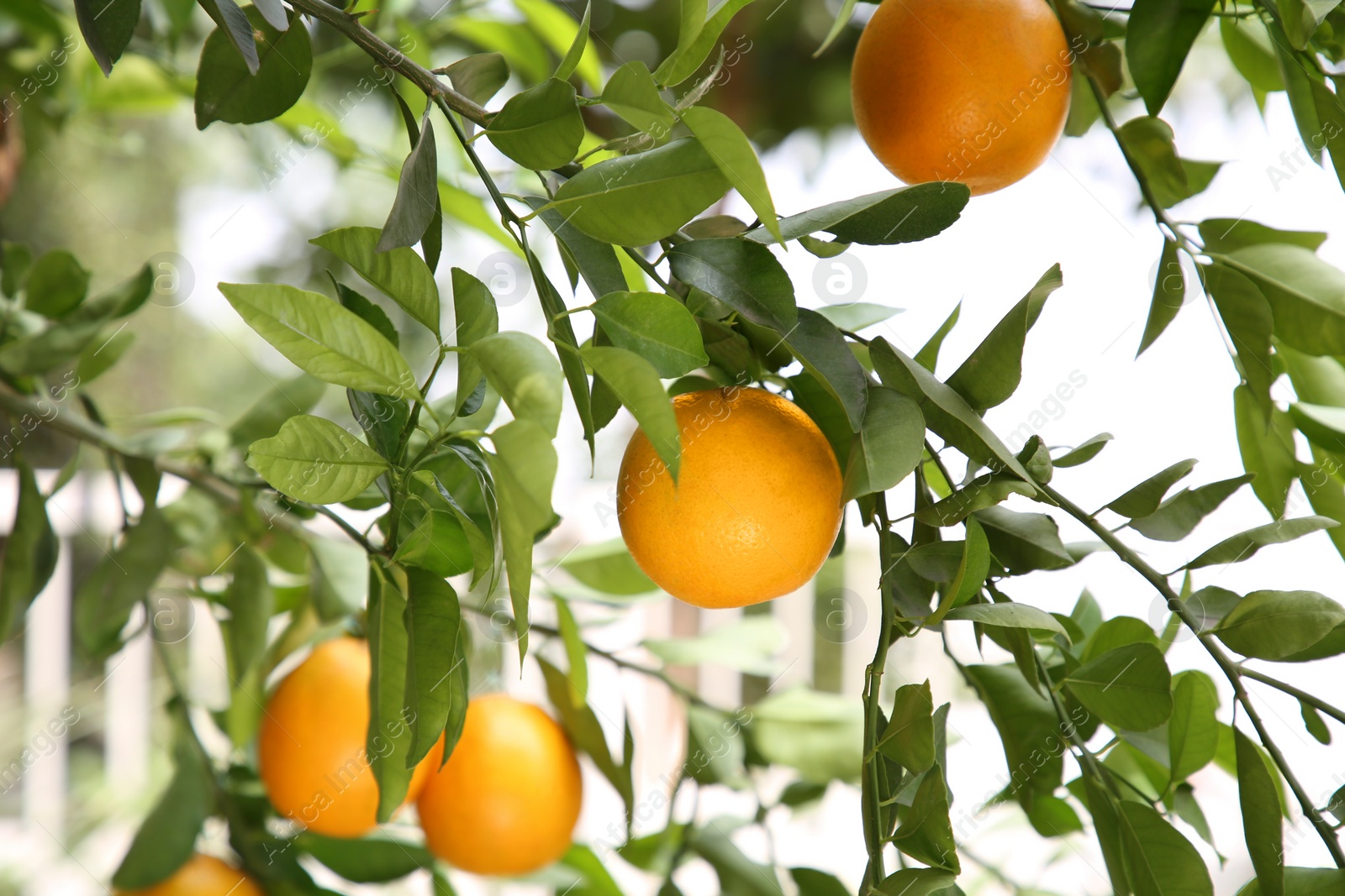 Fresh ripe oranges growing on tree outdoors Photo of Fresh ripe oranges growing on tree outdoors