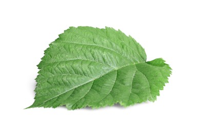 Photo of One fresh blackberry leaf isolated on white