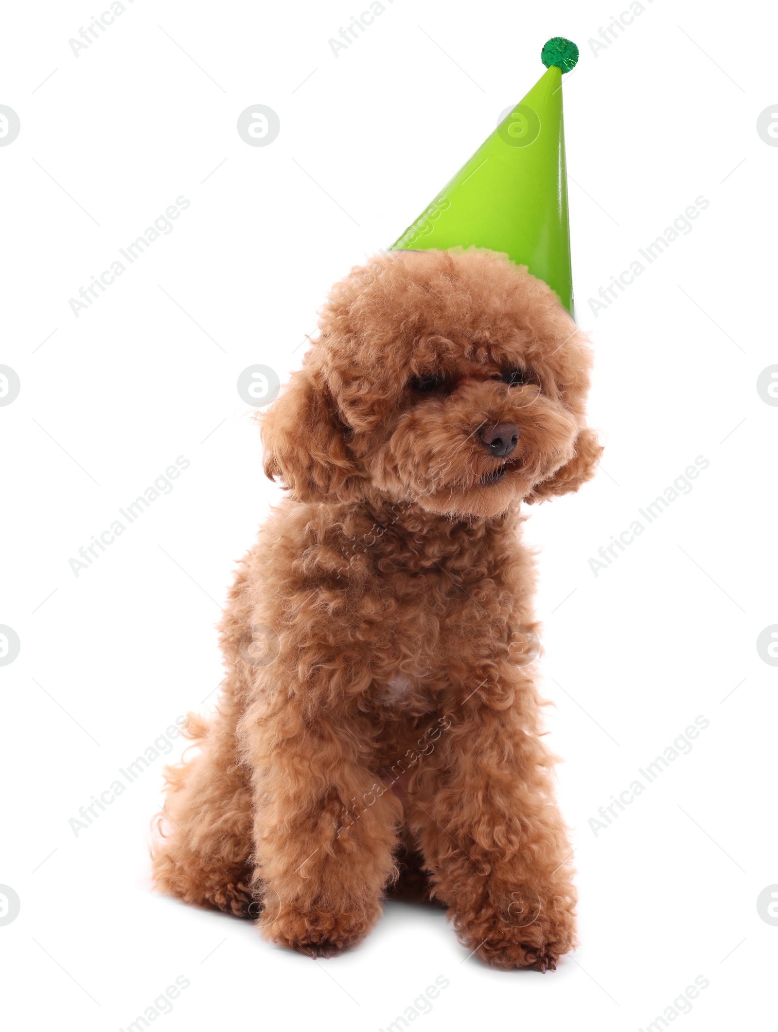 Image of Cute dog with party hat on white background