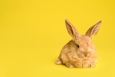 Photo of Adorable furry Easter bunny on color background, space for text