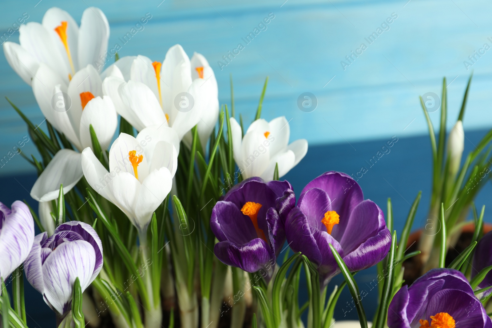 Photo of Beautiful crocus flowers on blue background, closeup