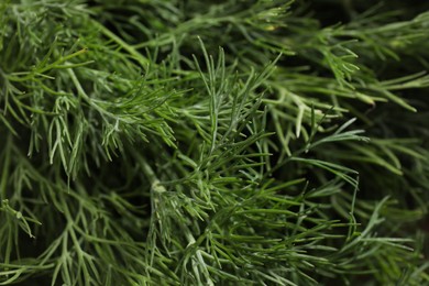 Fresh green dill as background, closeup view