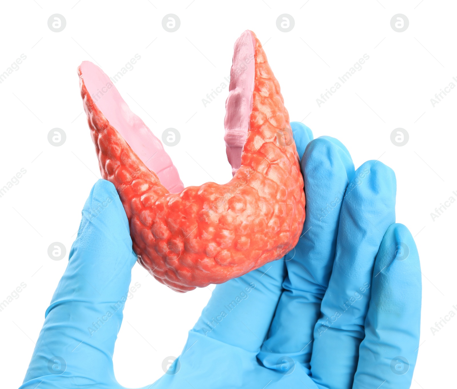 Photo of Doctor holding plastic model of healthy thyroid on white background, closeup
