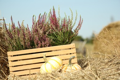 Photo of Beautiful heather flowers in crate and pumpkins on hay outdoors