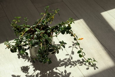 Photo of Beautiful green houseplant casting shadow on wooden floor indoors