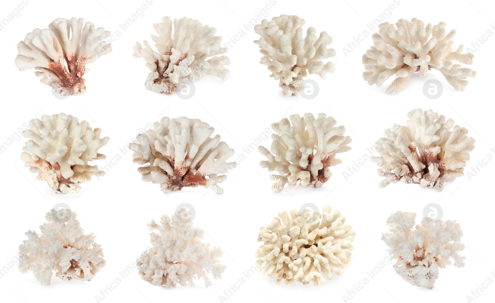 Image of Set with beautiful corals on white background 