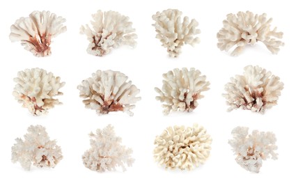 Set with beautiful corals on white background 