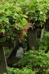 Wild strawberry bushes with berries growing on farm