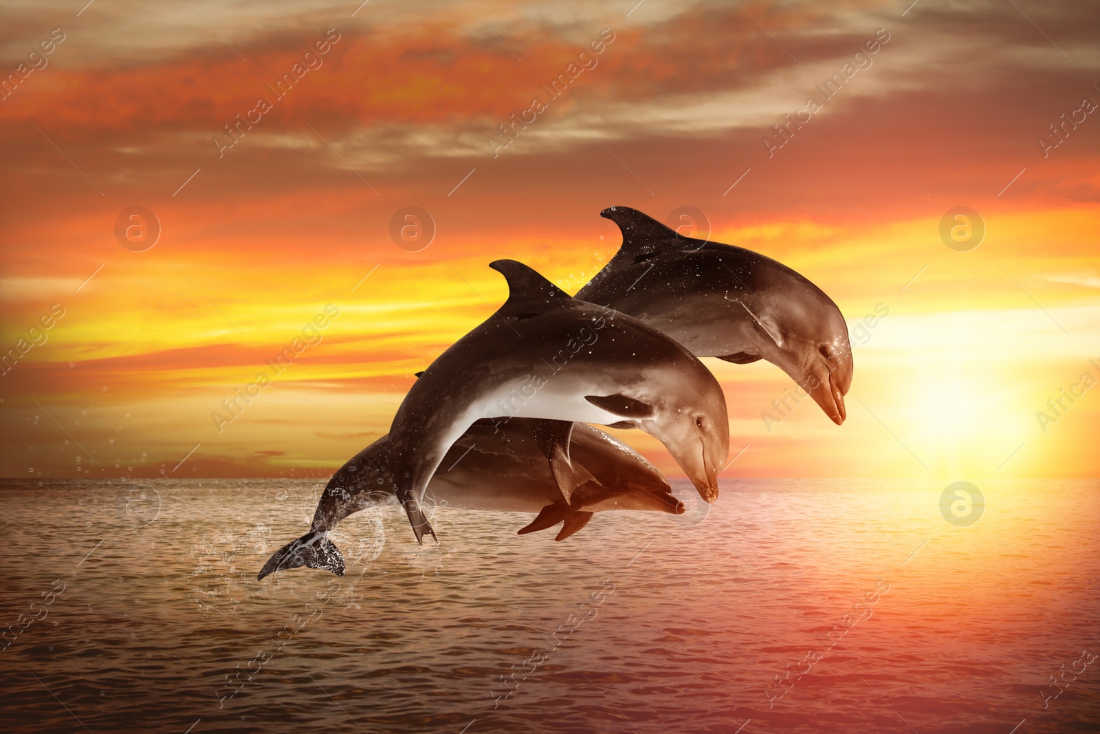 Image of Beautiful bottlenose dolphins jumping out of sea at sunset 