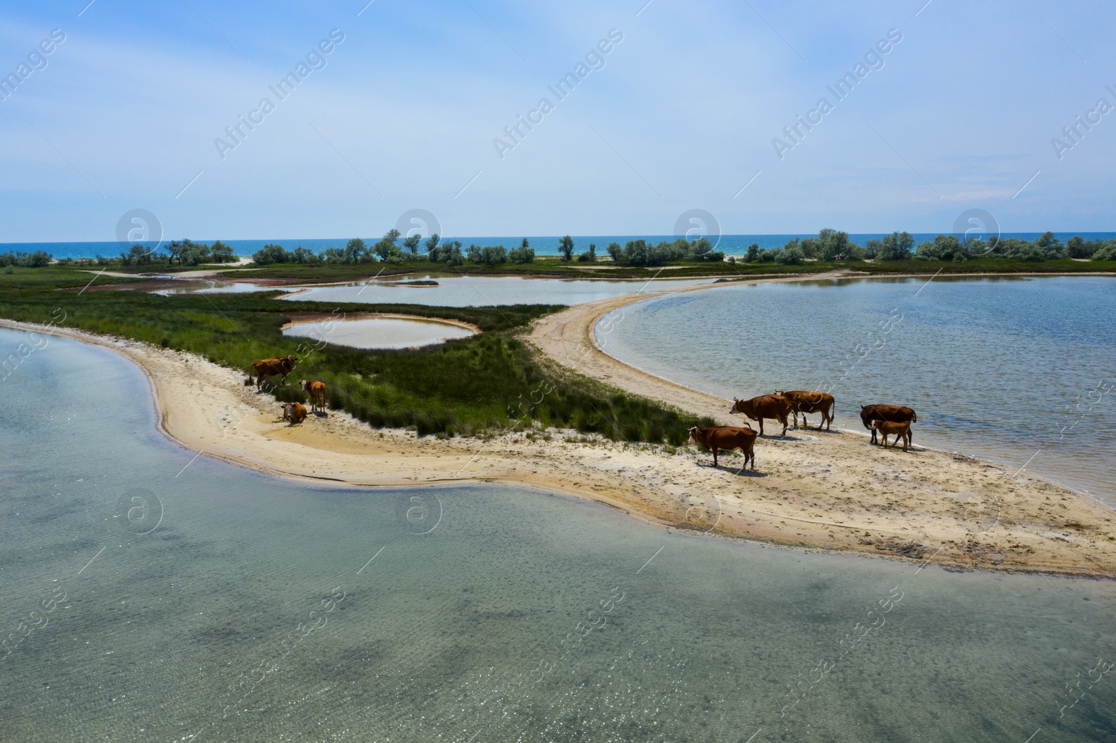 Image of Herd of cows on sandy sea shore, aerial view