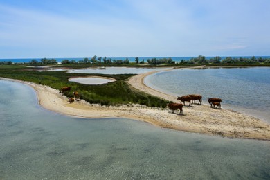 Image of Herd of cows on sandy sea shore, aerial view