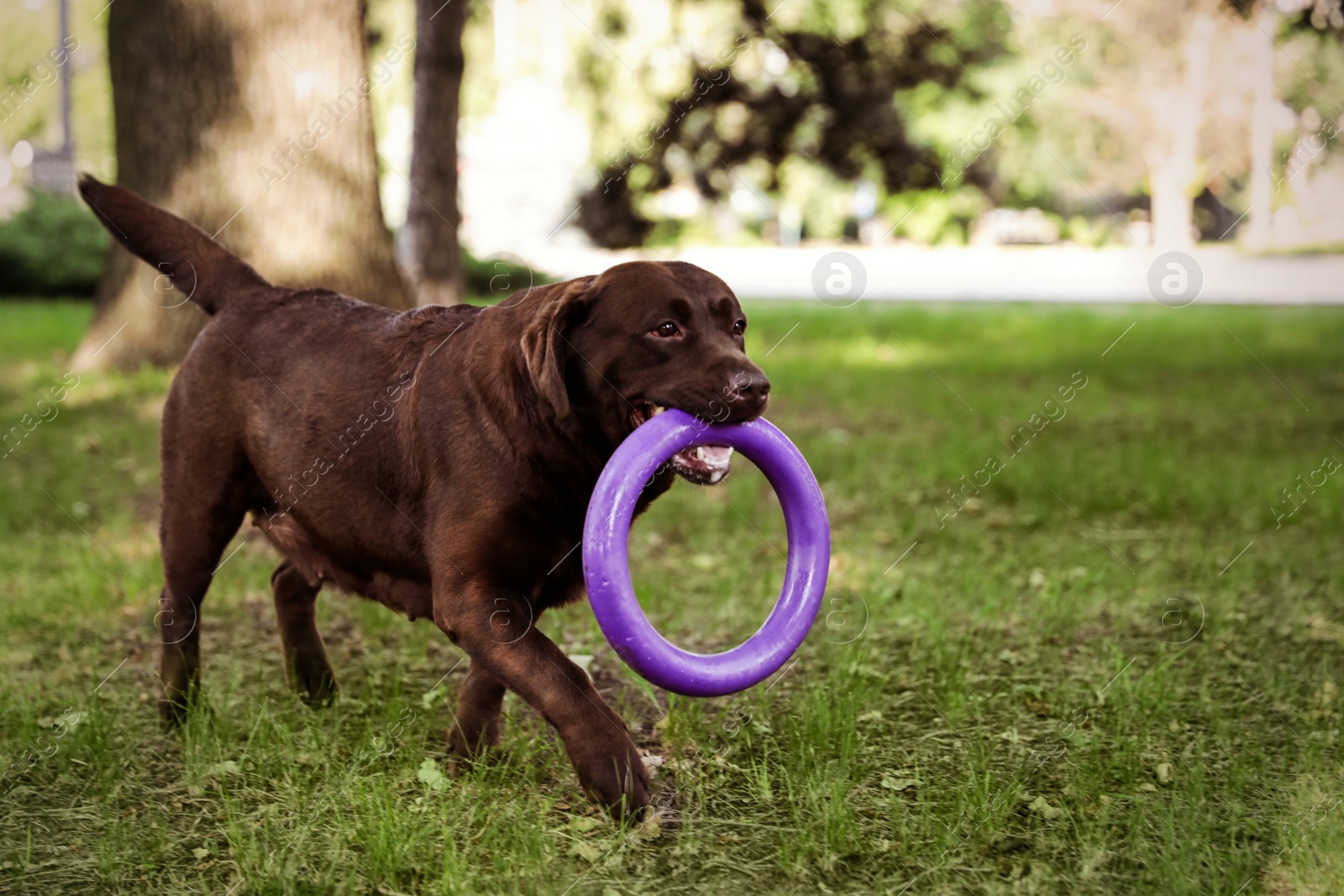 Photo of Cute Chocolate Labrador Retriever dog with toy in summer park