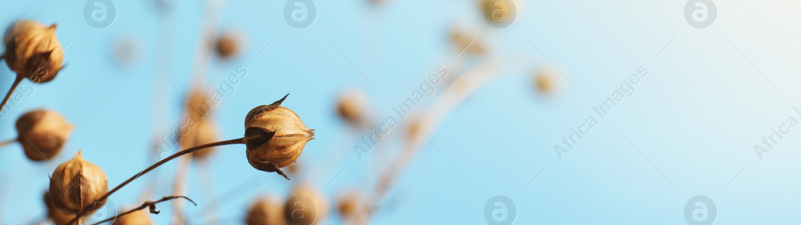 Image of Beautiful dry flax plants against blurred background, closeup view with space for text. Banner design