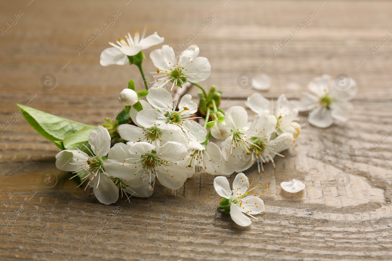 Photo of Spring blossoms and petals on wooden table, closeup