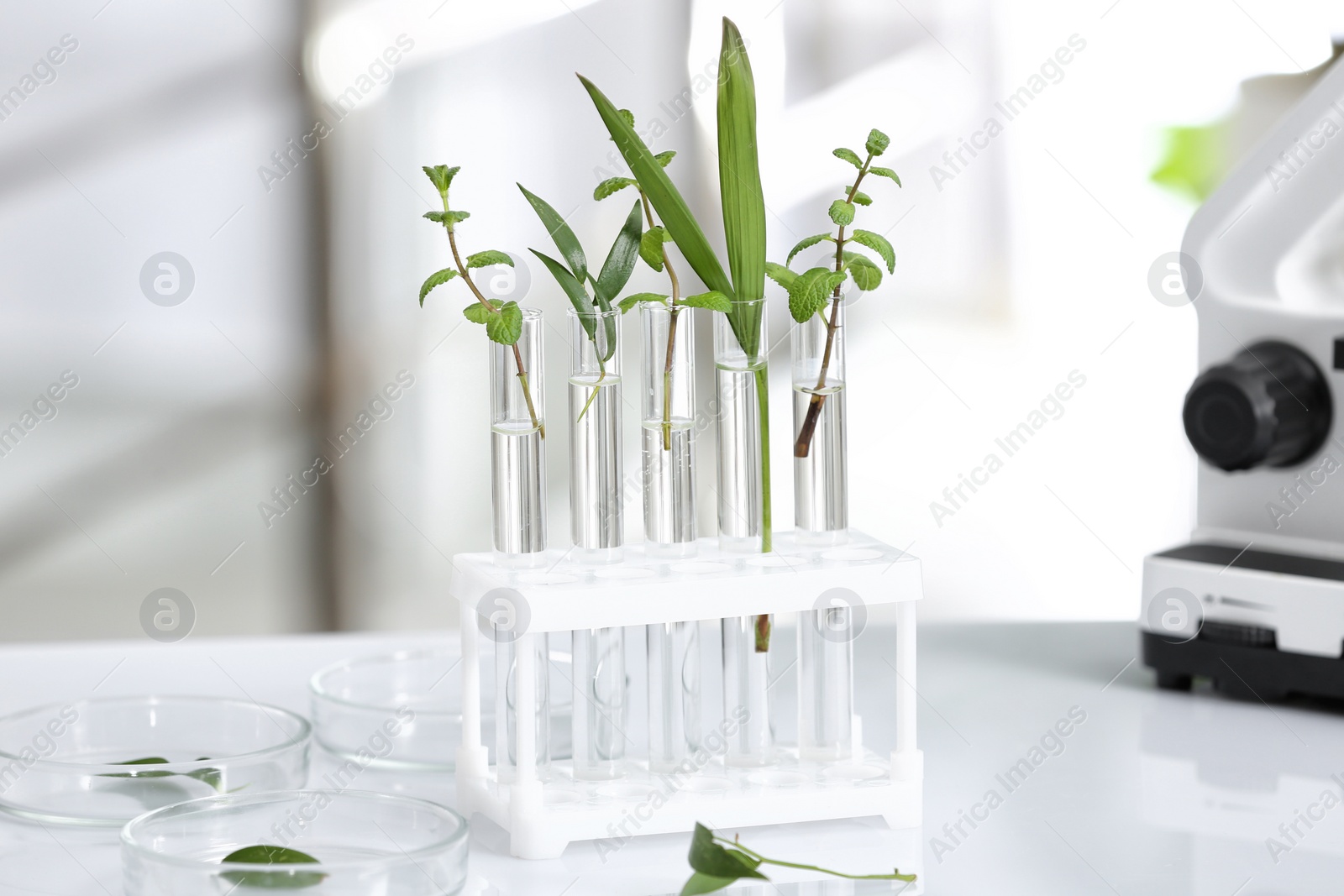 Photo of Laboratory glassware with different plants on table against blurred background. Chemistry research