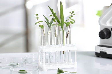 Laboratory glassware with different plants on table against blurred background. Chemistry research