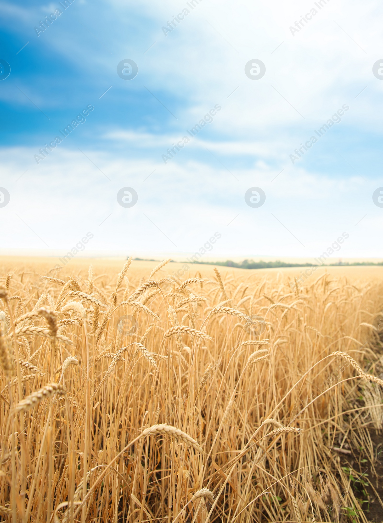 Photo of Wheat grain field on sunny day. Cereal farming