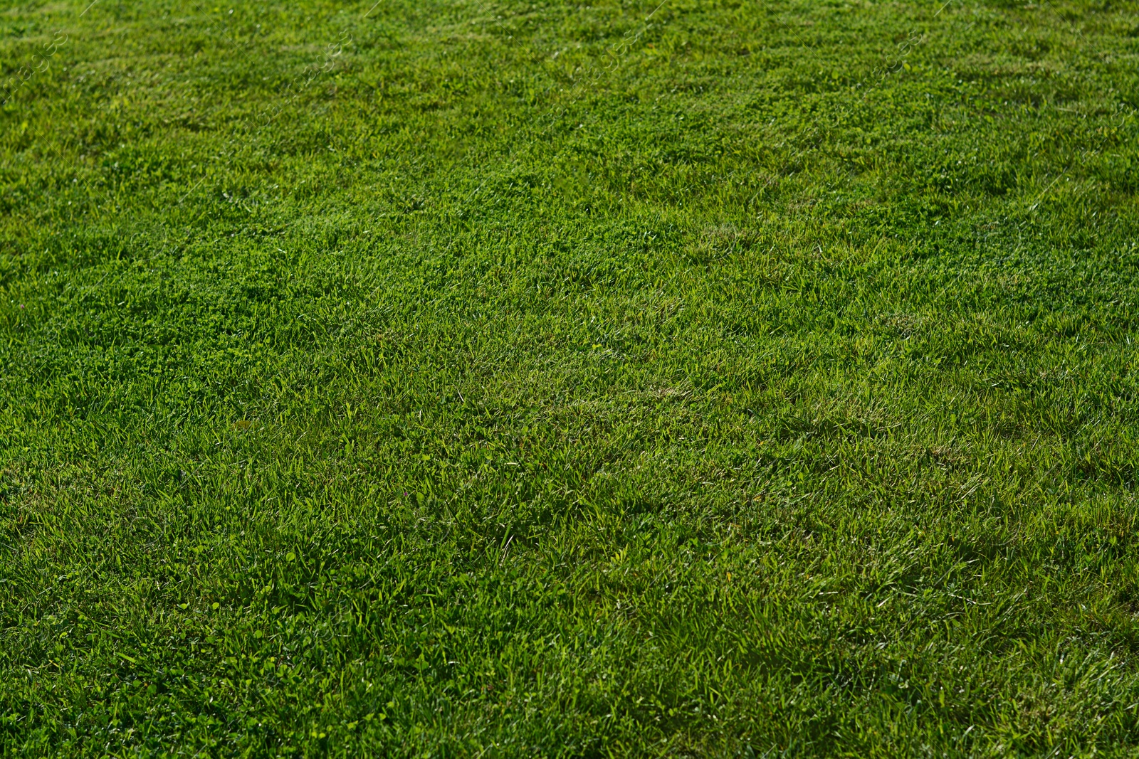 Photo of Beautiful lawn with green grass outdoors on sunny day