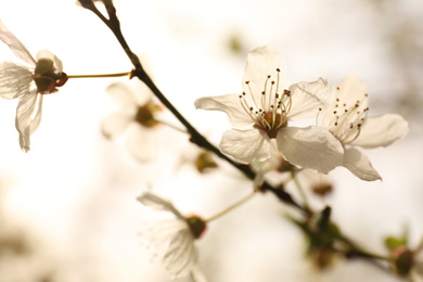 Closeup view of blossoming tree outdoors on spring day