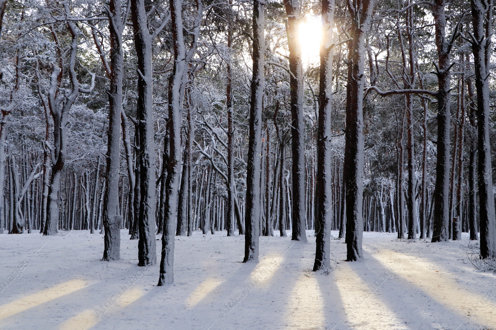 Photo of Picturesque view of beautiful forest covered with snow