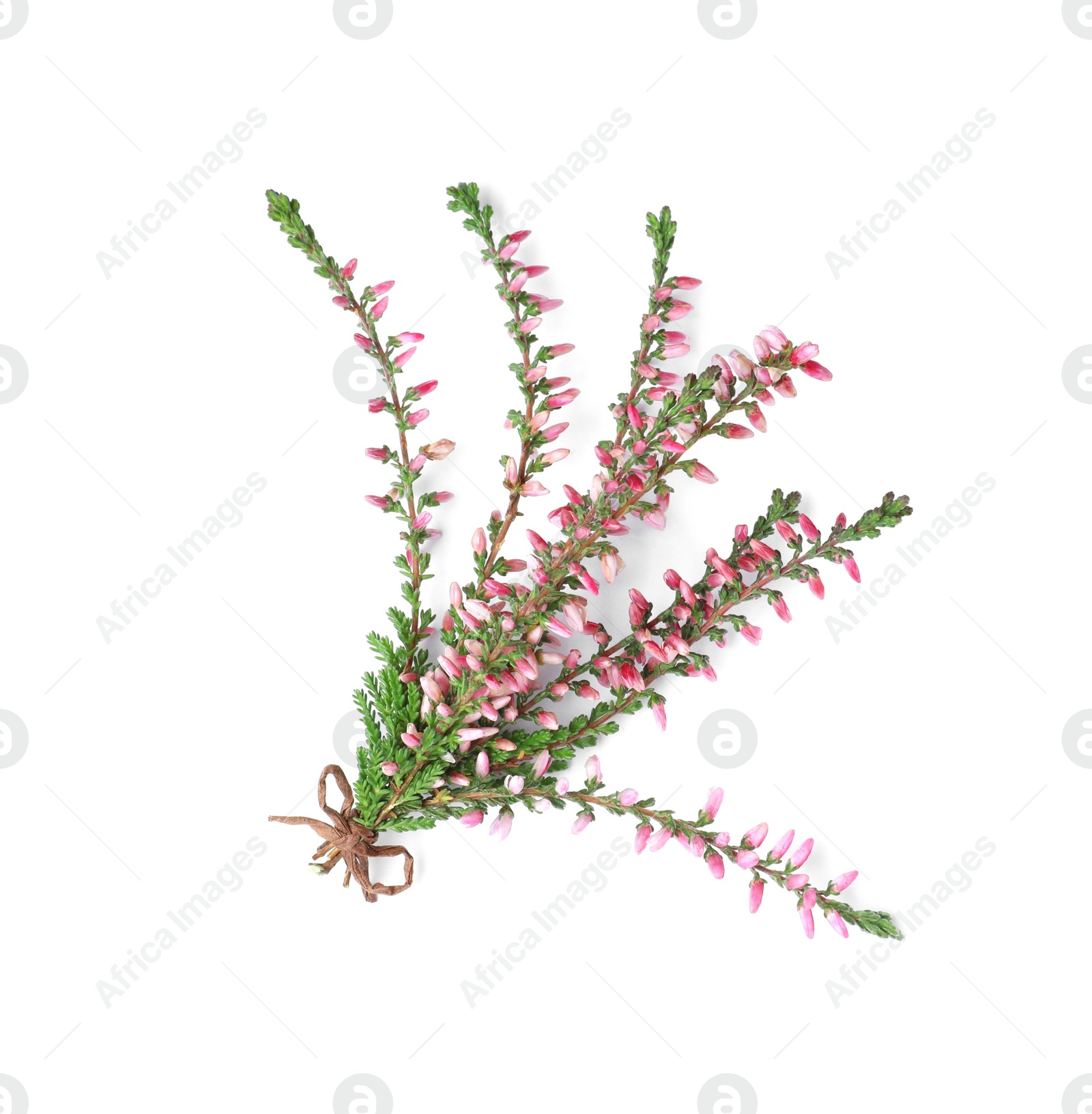 Photo of Bunch of heather branches with beautiful flowers isolated on white, top view