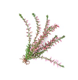 Bunch of heather branches with beautiful flowers isolated on white, top view