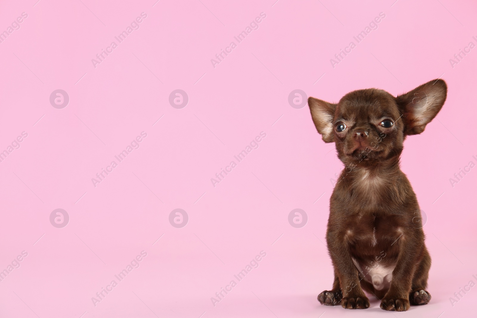 Photo of Cute small Chihuahua dog on pink background. Space for text