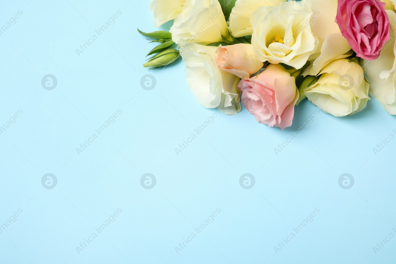 Photo of Beautiful Eustoma flowers on light blue background, flat lay. Space for text