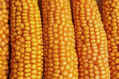 Photo of Delicious ripe corn cobs as background, top view