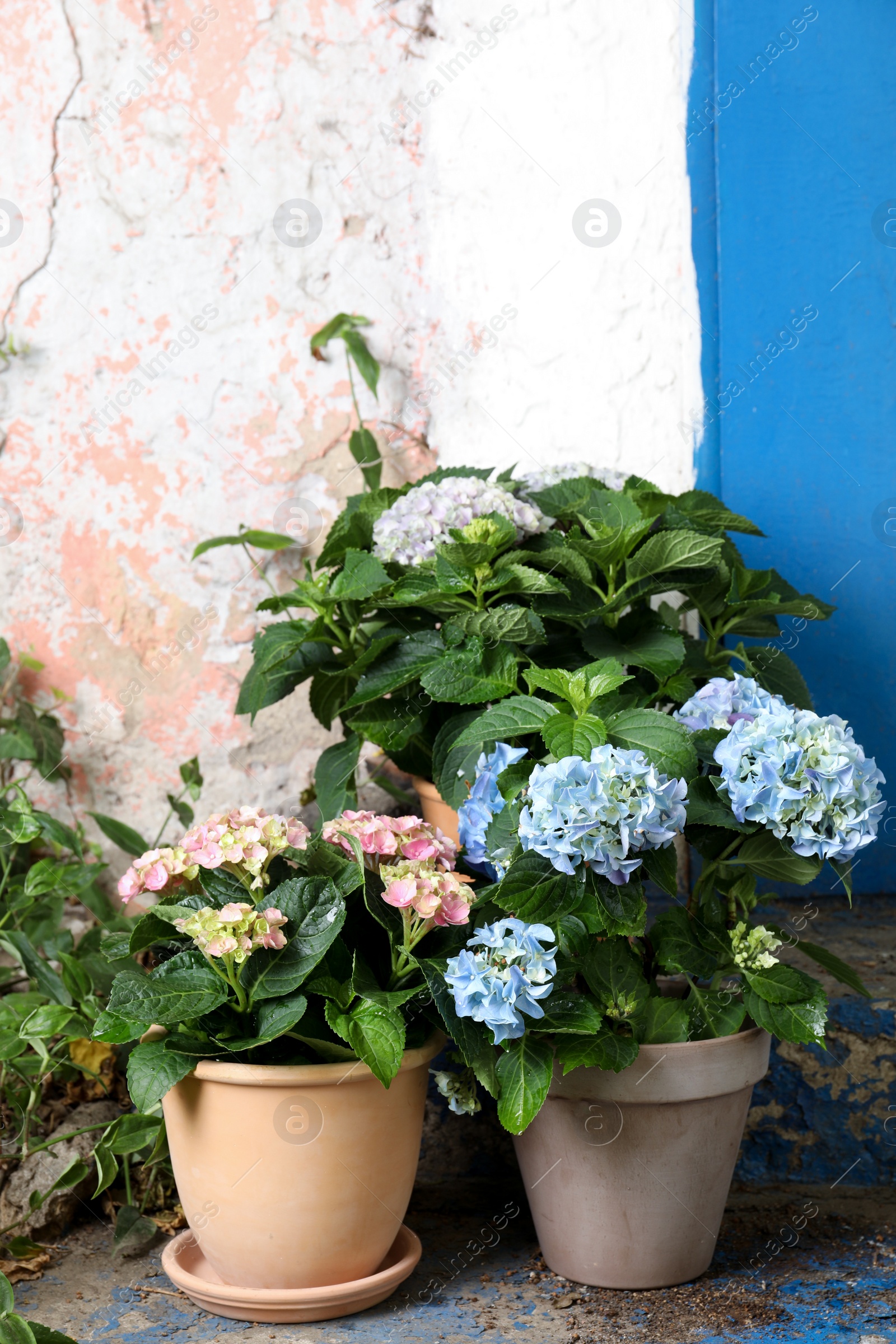 Photo of Beautiful blooming hortensia plants in pots outdoors. Space for text