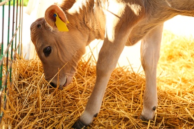 Pretty little calf eating hay on farm. Animal husbandry