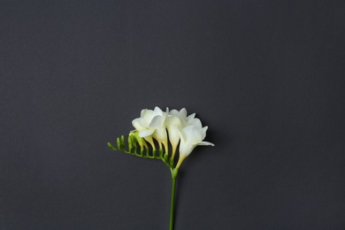 Photo of Beautiful freesia on dark background